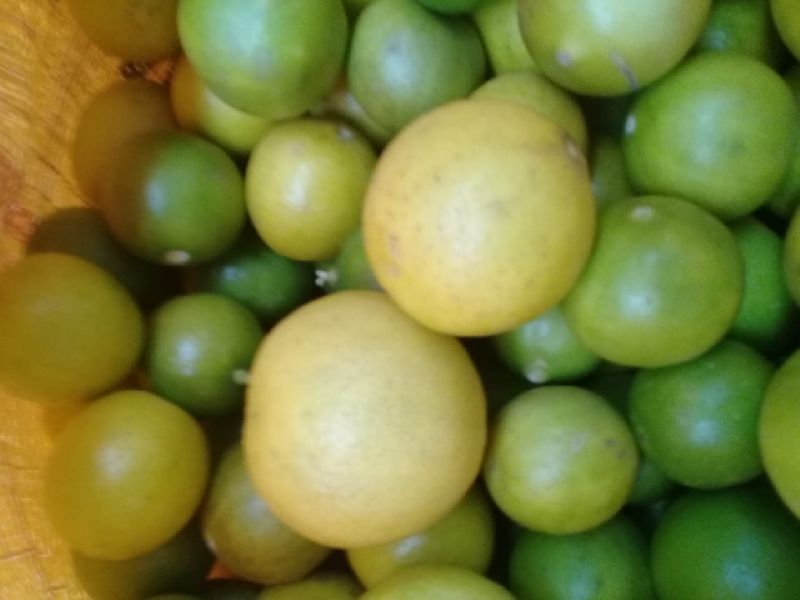Organic fresh lemon, Style : Natural