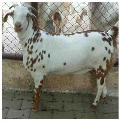 16-22 Kg Barbari Female Goat, Color : White Dotted