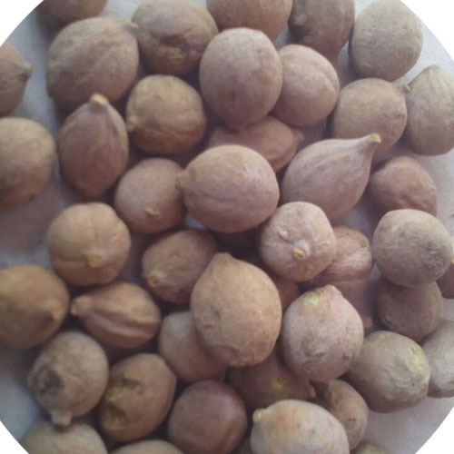 Baheda Seeds