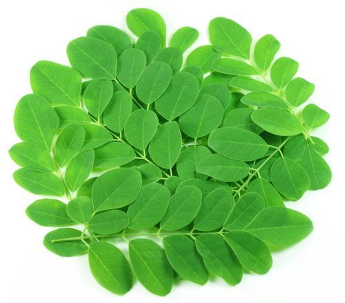 Moringa leaves, Color : Green