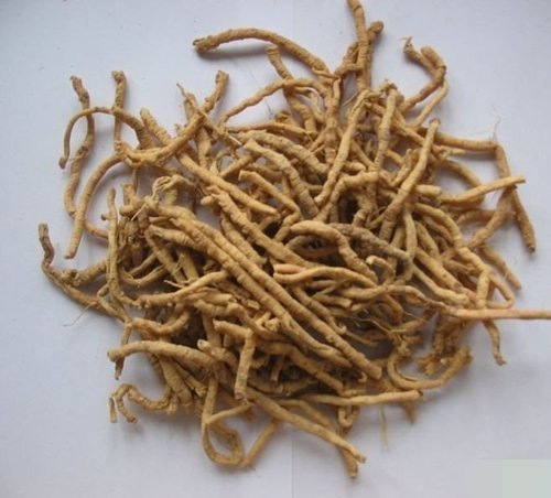 Punarnava Roots, Packaging Type : Plastic Pouch