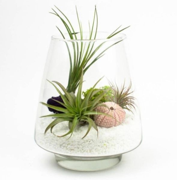 Terrarium Glass Pots