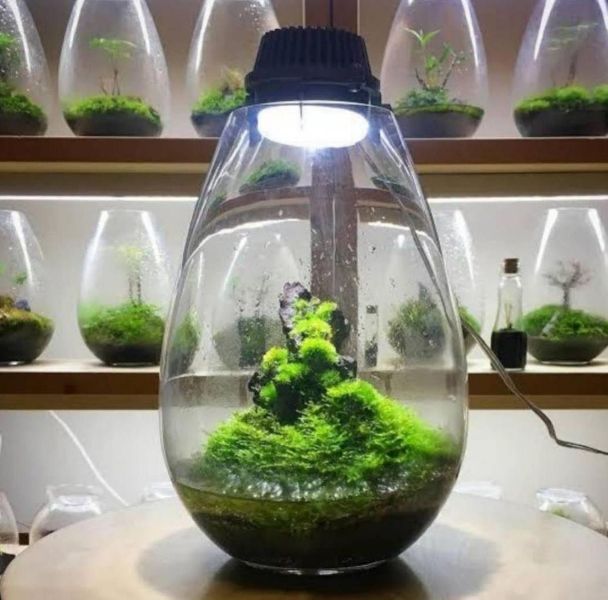 Terrarium Glass Pots