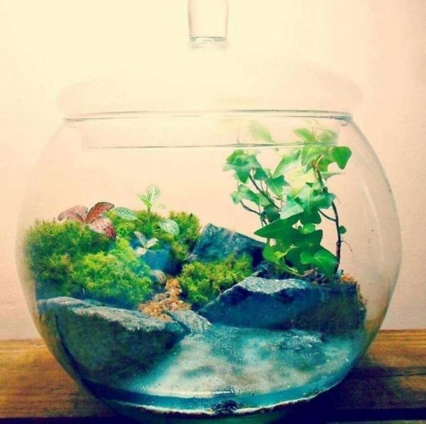 Terrarium Glass Pots