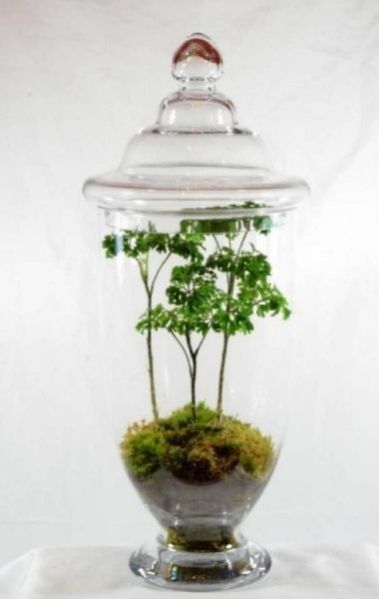 Terrarium Glass Pots