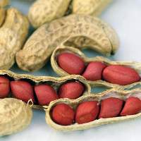 Organic Red Peanuts, Packaging Type : Gunny Bag, Jute Bag, Plastic Packets