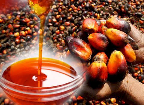 Organic Palm Oil, for Cooking, Feature : Highly Effective, Nice Fragrance