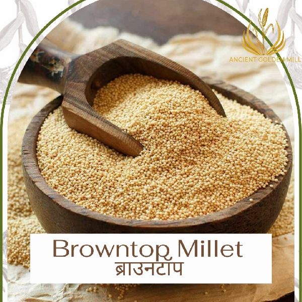 Browntop Millet, for High in Protein