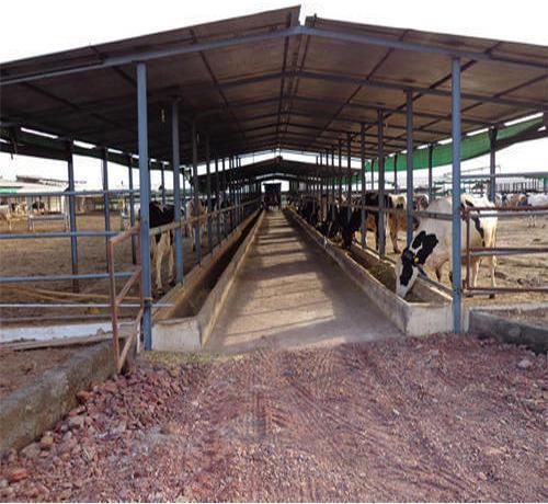 Polished Dairy Farm Shed, for Weather Protection