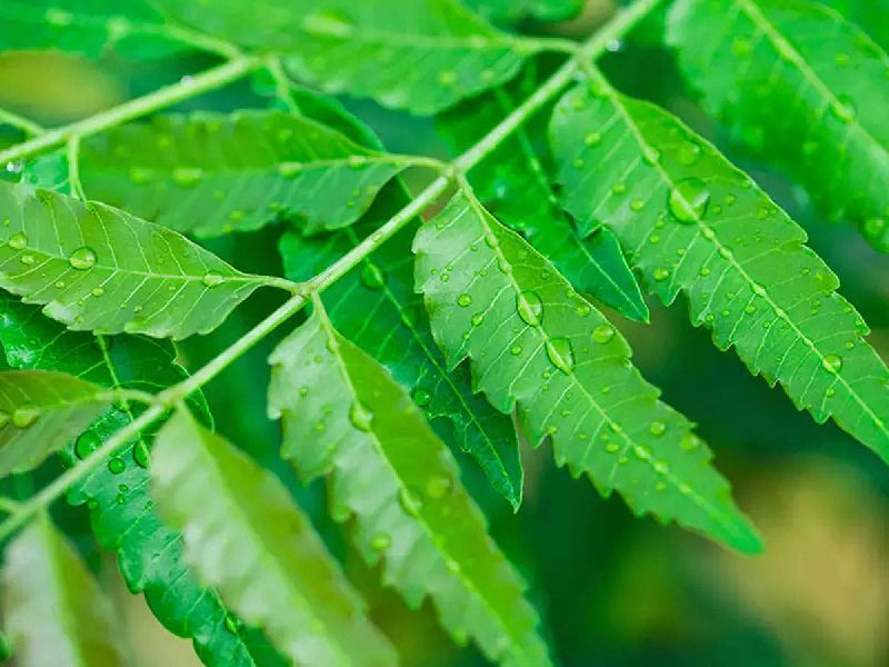 natural neem leaves