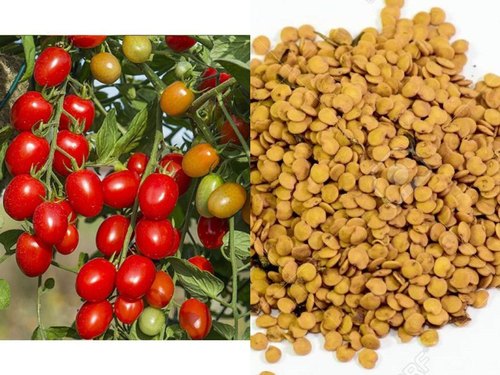 Organic Tomato Seeds, Packaging Size : 10 GM