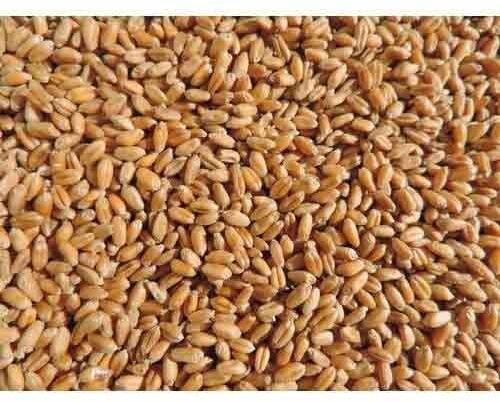 Wheat Seeds, for Agriculture