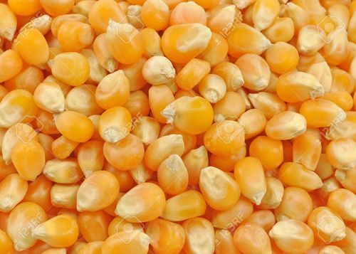 Maize Seed, Features : High Yielding Variety., Semi flint Grains.