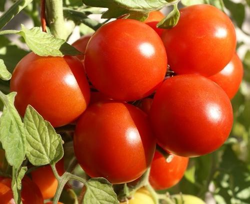 Organic Tomato Seed