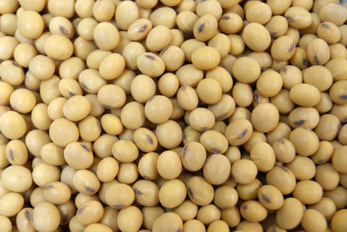 soybean seed
