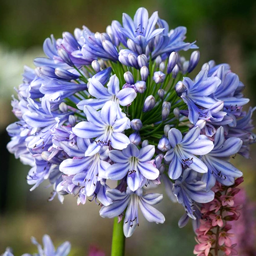 Agapanthus Flower Bulbs, Color : Blue