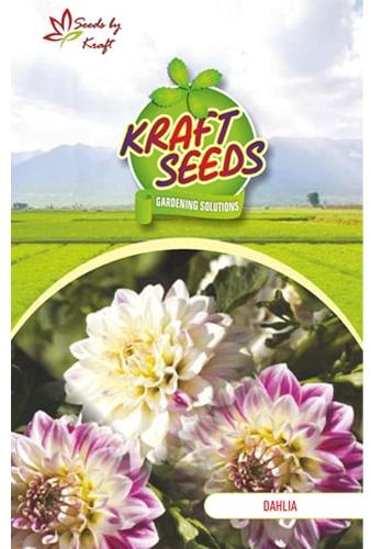 Dahlia Top Star Mix Flower Seeds