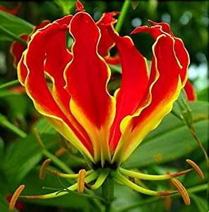 Glorisia Flame Lily Flowers, Feature :  elegant very beautiful, Large spherical blooms, Two tone display .