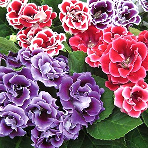 Gloxinia Flower Bulbs, Color : purple, red, pink, purple