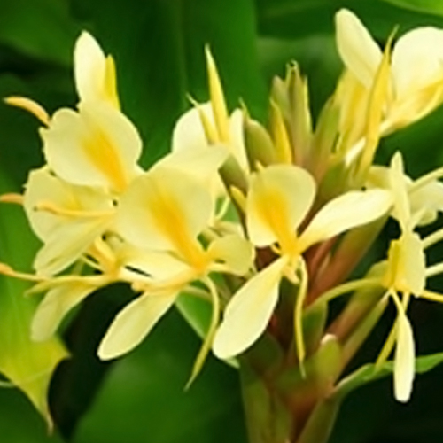 Hedychium Flower Bulbs, Color : Yellow