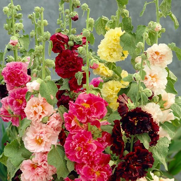 Hollyhock Charter Double Mix Flower Seeds, Feature : Mostly in Shades of Pink, Trumpet Shape, Very easy to grow