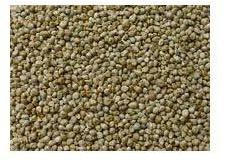 millet seed