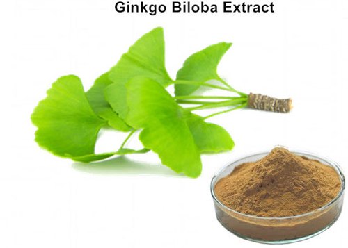 Ginkgo Biloba Extract Powder