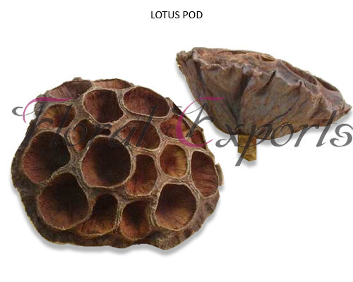 Lotus Pods Large