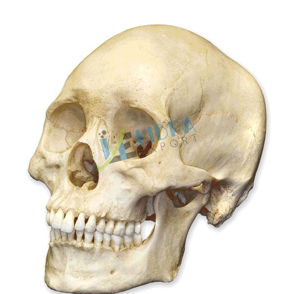 Human Skull Model, for School. Hospital, College, Color : White