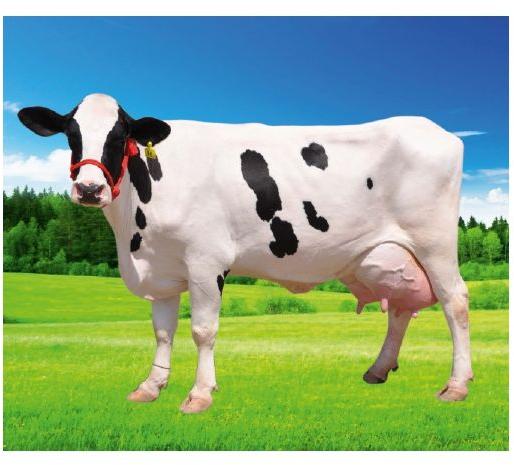 Super rehydrate cattle feed supplement