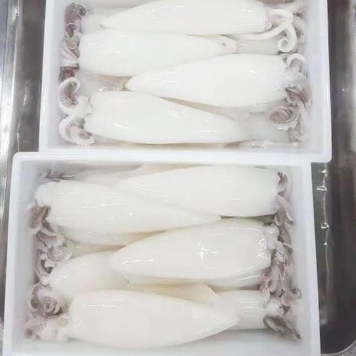 Frozen Squid Tubes, Packaging Type : Box