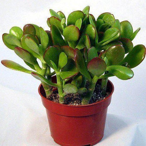 Jade Plant, Color : Green