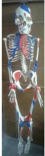 Fiber Human Skeleton, Color : Natural