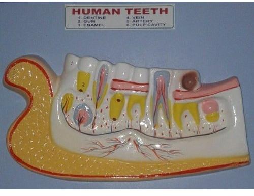 Pasco India Human Teeth Model Fiber