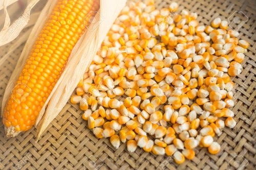 Organic Corn Seeds, Packaging Type : Plastic Pouch, PP Bag