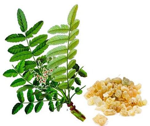 Rutvik Herbals Boswella Serrata Extract, Packaging Type : Polybag