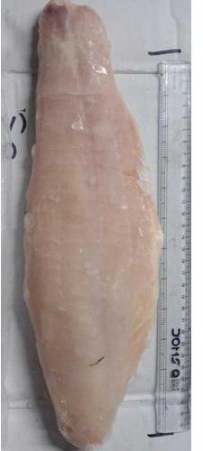 Frozen Indian Basa Fish, Packaging Size : 2.5 Kg, 5 Kg