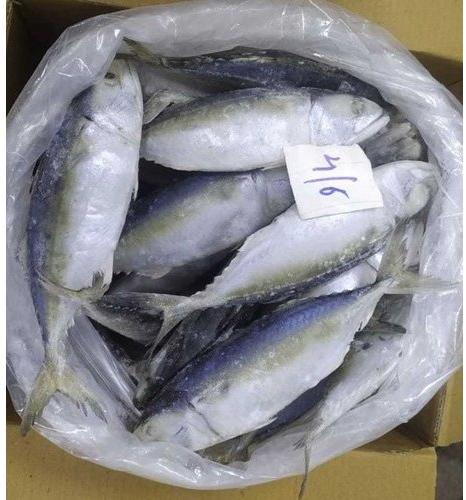 Frozen Mackerel Fish, Packaging Type : Thermocol Box