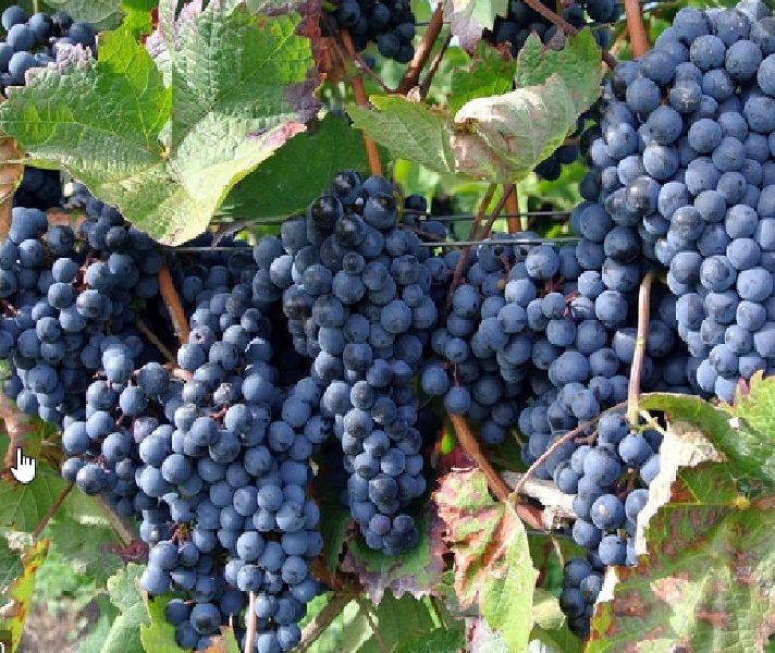Organic Fresh Black Grapes