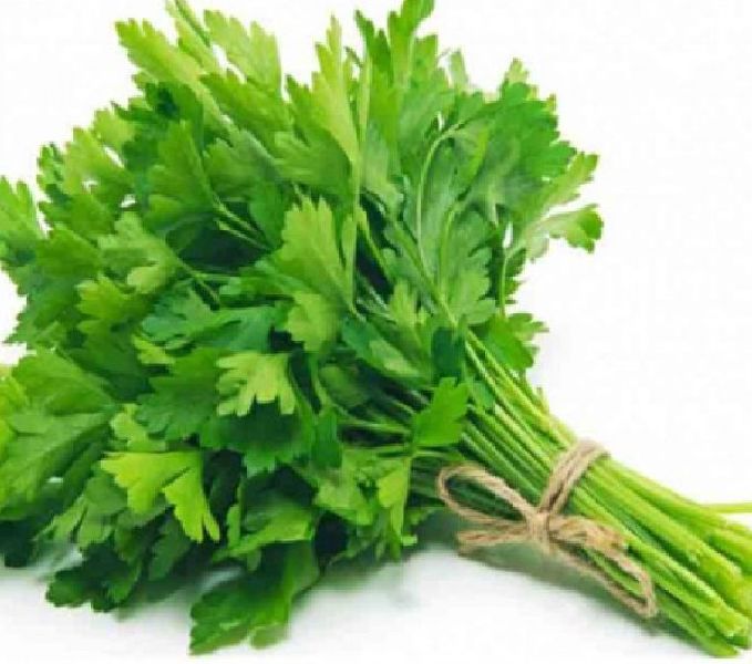 fresh coriander leaves