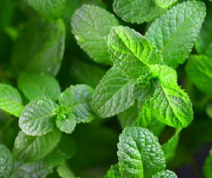 Organic Fresh Mint Leaves, for Cooking, Color : Green
