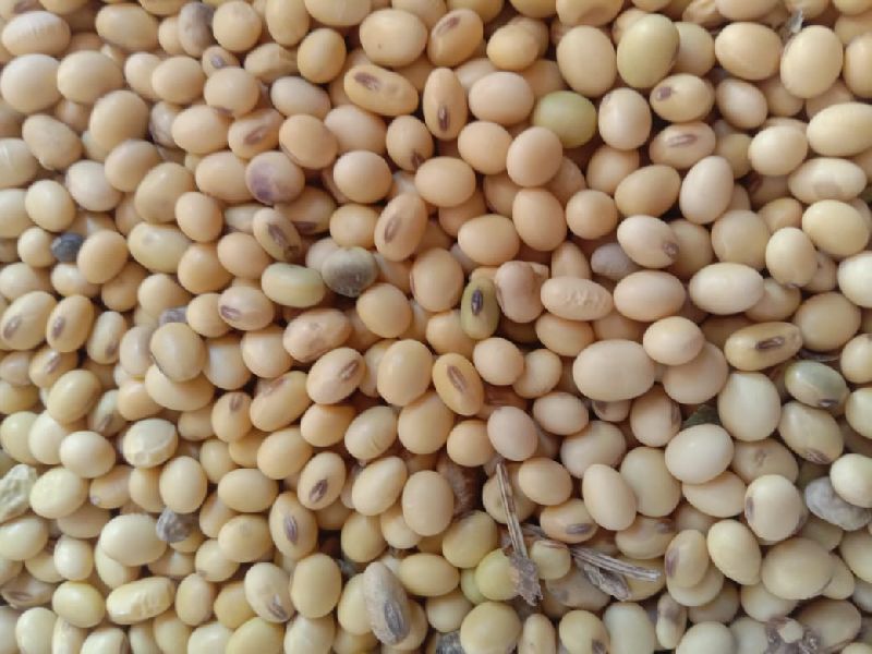 soyabean