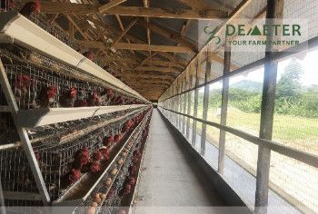 Poultry Farming Layer Battery Chicken Cage