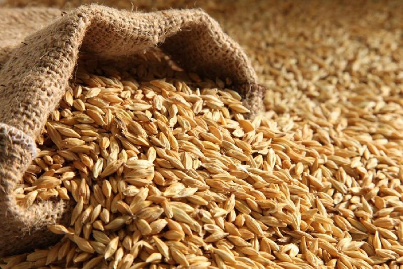 Barley For Animal Feeding / Ukrainian Feed Barley In Bulk For Export
