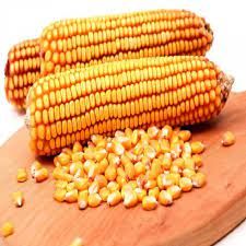 yellow corn maize