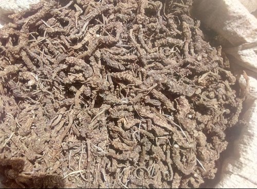 Mushkbala Root, for Medicinal
