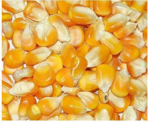 Oval yellow maize, Style : Dried, Fresh