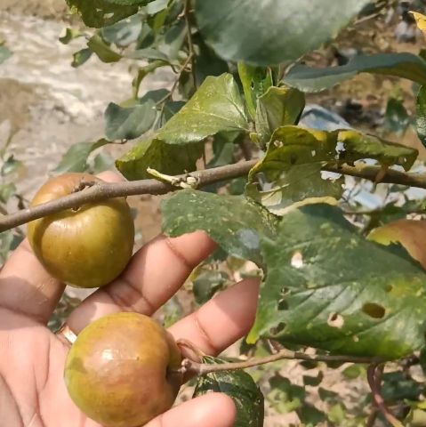 kashmiri apple ber plant