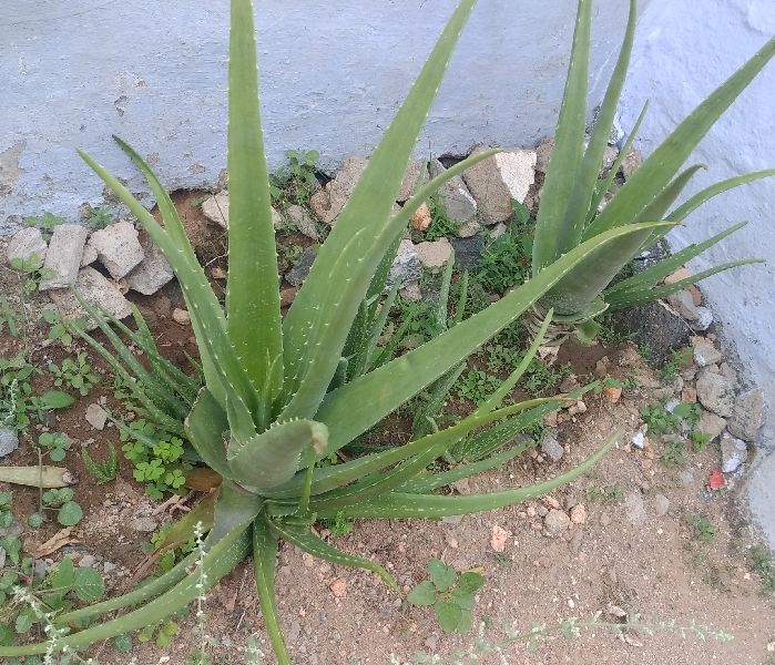 Aloe Vera Baby Plant, Color : Green
