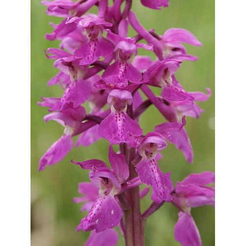 Orchis Mascula Extract